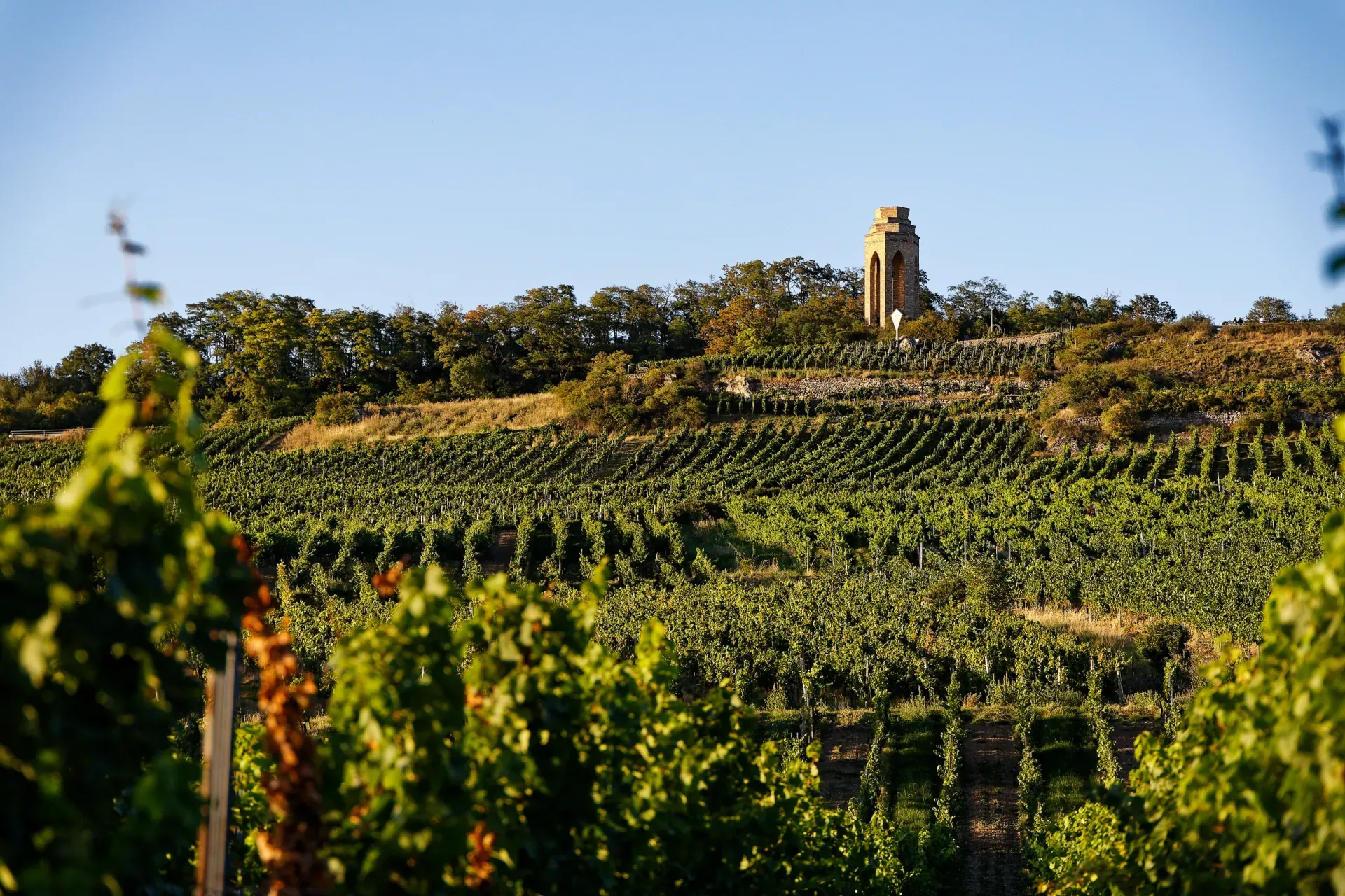 Blick auf Rheinhessen Landschaft